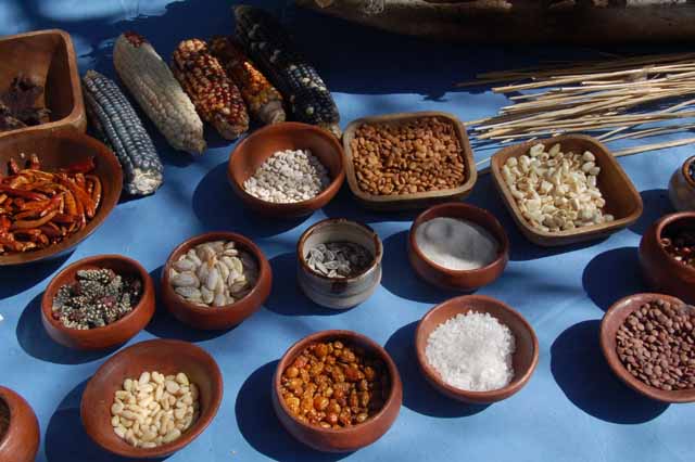 samples of crops grown by the early inhabitants